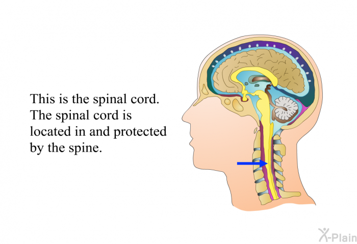 This is the spinal cord. The spinal cord is located in and protected by the spine.