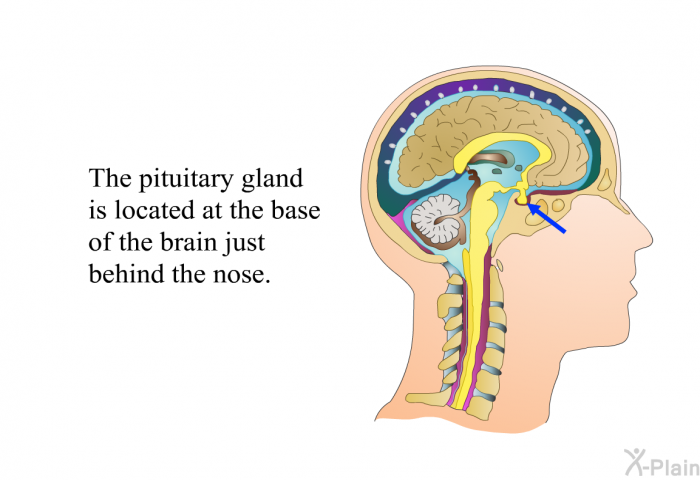 The pituitary gland is located at the base of the brain just behind the nose.