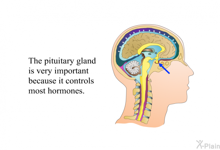 The pituitary gland is very important because it controls most hormones.