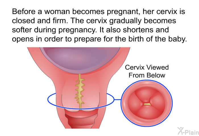 Before a woman becomes pregnant, her cervix is closed and firm. The cervix gradually becomes softer during pregnancy. It also shortens and opens in order to prepare for the birth of the baby.