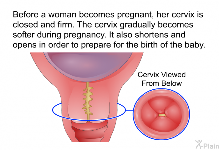 Before a woman becomes pregnant, her cervix is closed and firm. The cervix gradually becomes softer during pregnancy. It also shortens and opens in order to prepare for the birth of the baby.