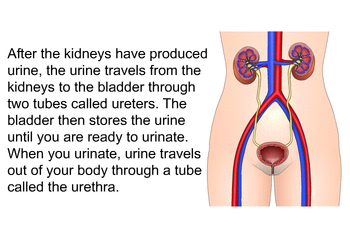 After the kidneys have produced urine, the urine travels from the kidneys to the bladder through two tubes called ureters. The bladder then stores the urine until you are ready to urinate. When you urinate, urine travels out of your body through a tube called the urethra.