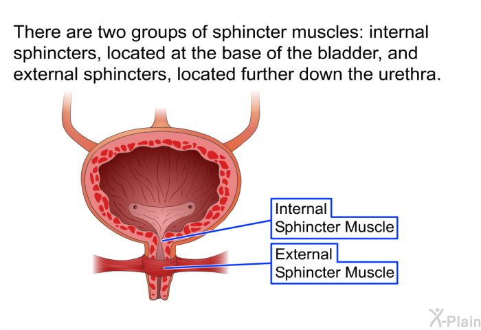 There are two groups of sphincter muscles: internal sphincters, located at the base of the bladder, and external sphincters, located further down the urethra.