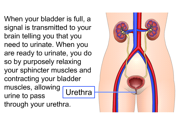 When your bladder is full, a signal is transmitted to your brain telling you that you need to urinate. When you are ready to urinate, you do so by purposely relaxing your sphincter muscles and contracting your bladder muscles, allowing urine to pass through your urethra.