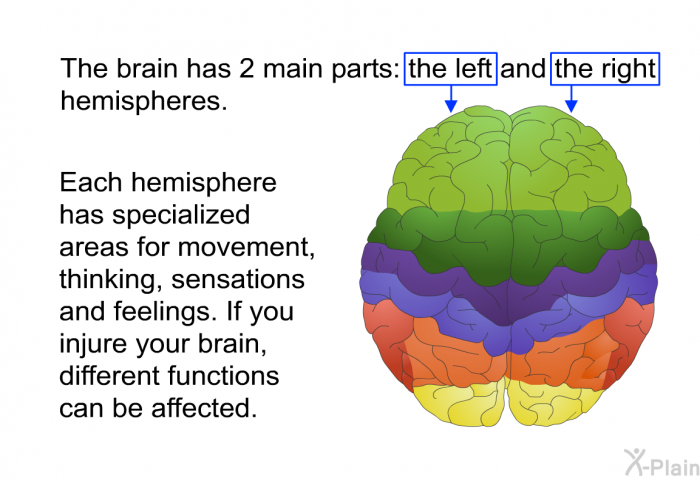 The brain has 2 main parts: the left and the right hemispheres. Each hemisphere has specialized areas for movement, thinking, sensations and feelings. If you injure your brain, different functions can be affected.