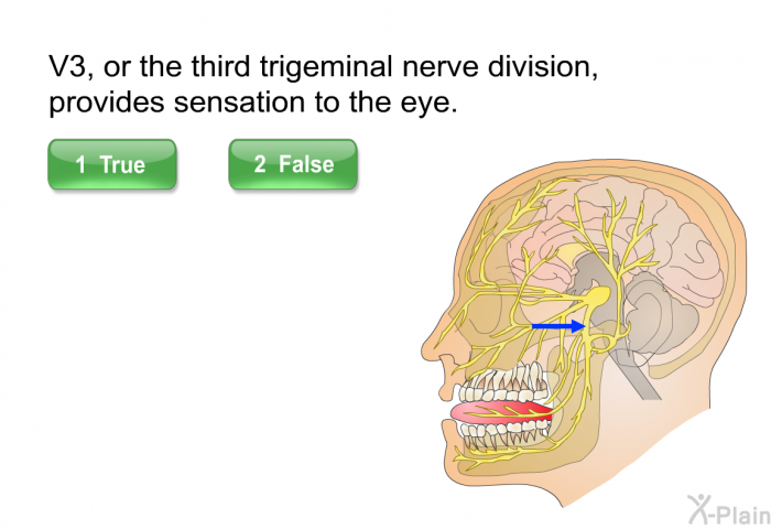 V3, or the third trigeminal nerve division, provides sensation to the eye. Press True or False