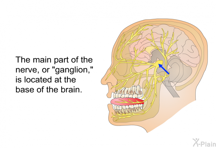 The main part of the nerve, or “ganglion,” is located at the base of the brain.