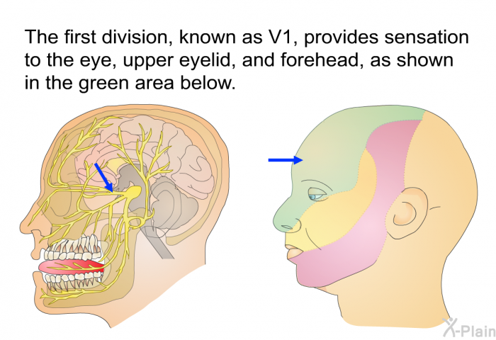 The first division, known as V1, provides sensation to the eye, upper eyelid, and forehead, as shown in the green area below.