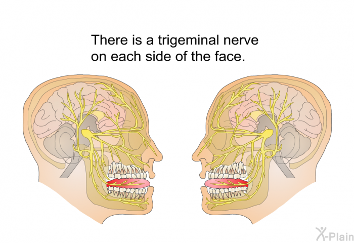 There is a trigeminal nerve on each side of the face.