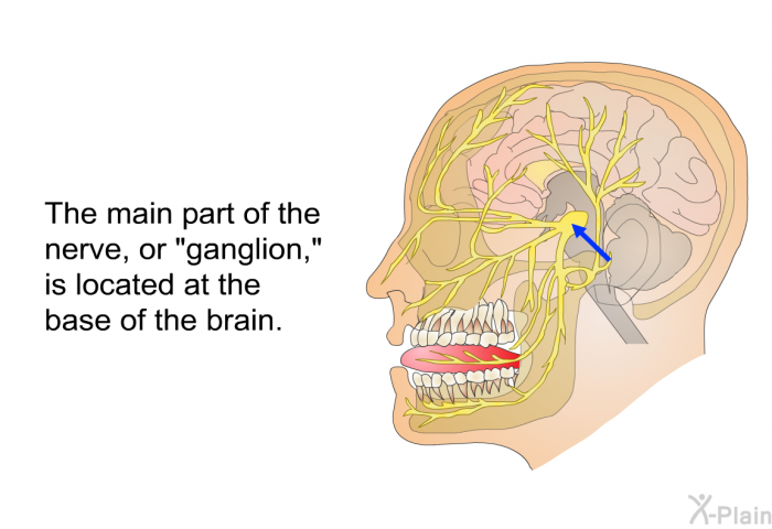 The main part of the nerve, or “ganglion,” is located at the base of the brain.