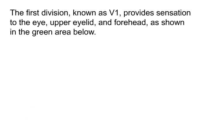 The first division, known as V1, provides sensation to the eye, upper eyelid, and forehead, as shown in the green area below.