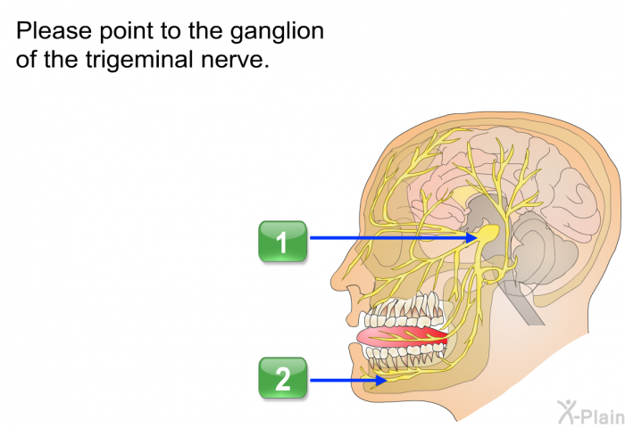Please point to the ganglion of the trigeminal nerve. Press A or B.