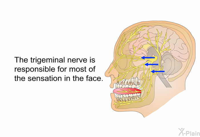 The trigeminal nerve is responsible for most of the sensation in the face.
