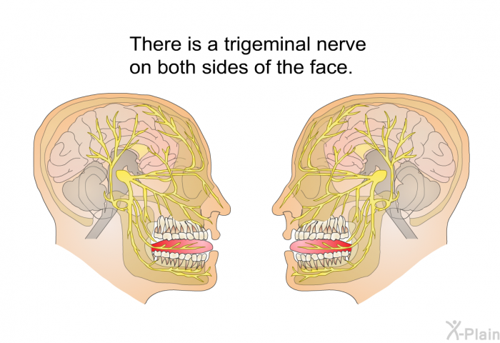 There is a trigeminal nerve on both sides of the face.