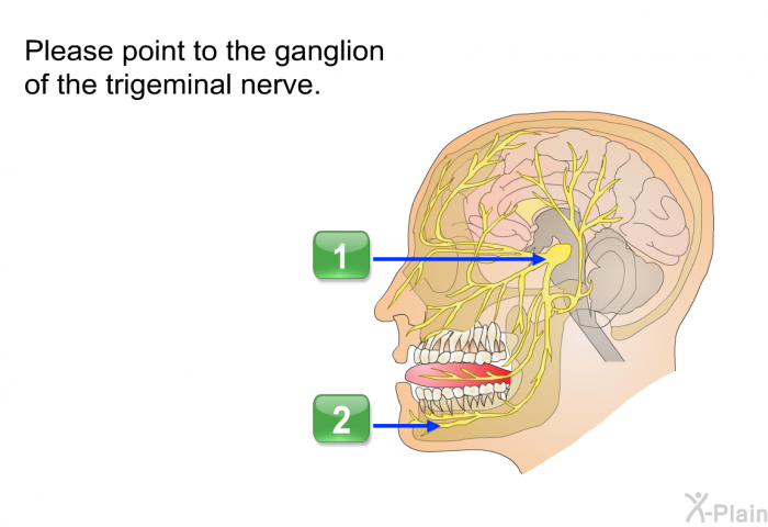 Please point to the ganglion of the trigeminal nerve. Press A or B.