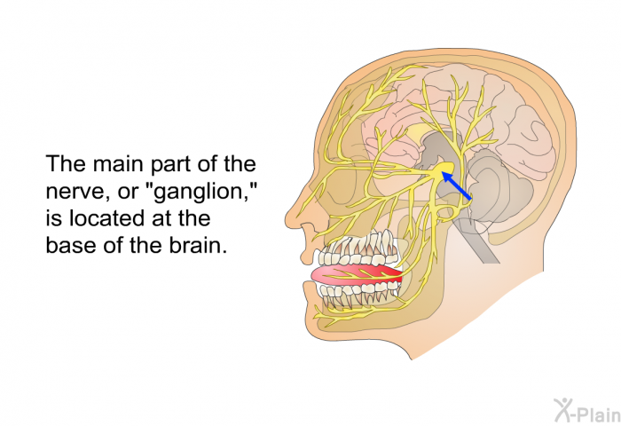 The main part of the nerve, or “ganglion,” is located at the base of the brain.