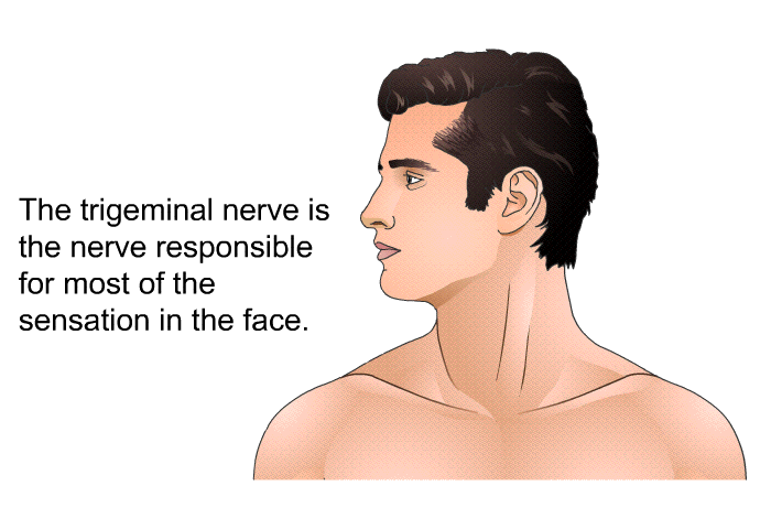The trigeminal nerve is the nerve responsible for most of the sensation in the face.