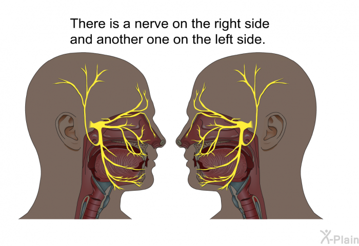 There is a nerve on the right side and another one on the left side.