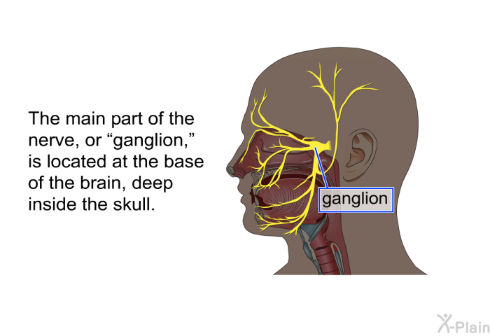 The main part of the nerve, or “ganglion,” is located at the base of the brain, deep inside the skull.