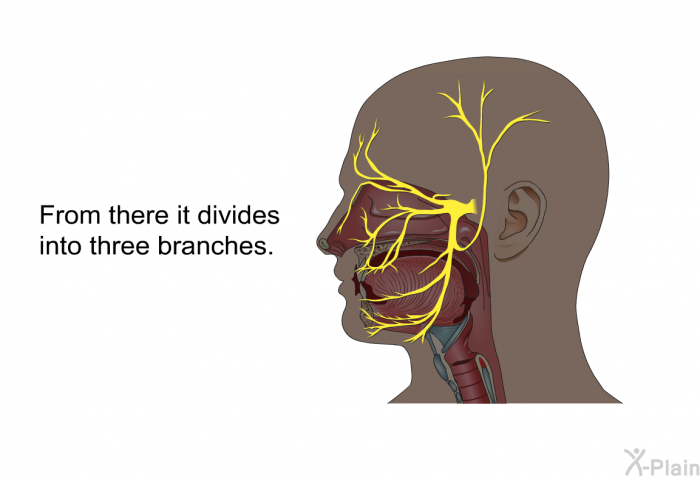 From there it divides into three branches.