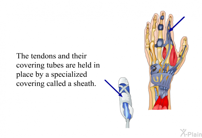 The tendons and their covering tubes are held in place by a specialized covering called a sheath.