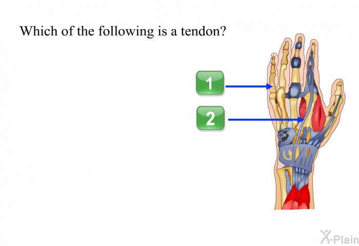 Which of the following is a tendon? Press A or B.