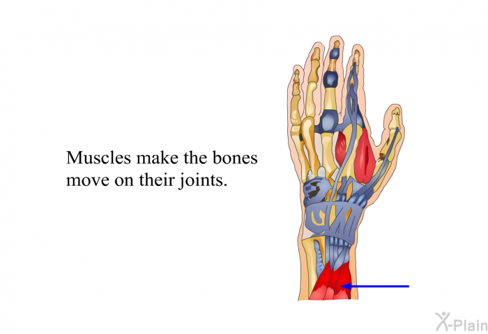 Muscles make the bones move on their joints.