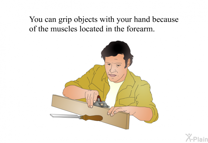 You can grip objects with your hand because of the muscles located in the forearm.