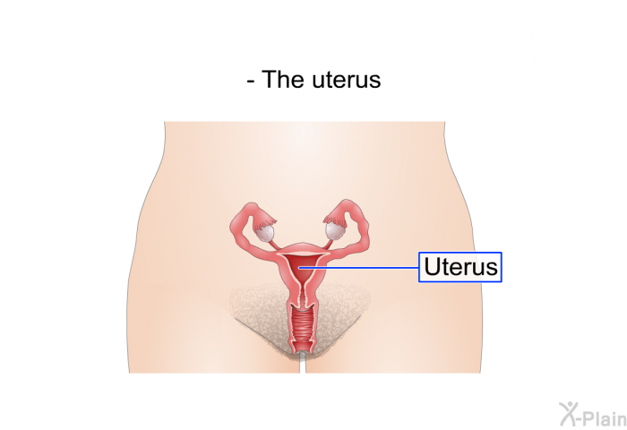 The uterus