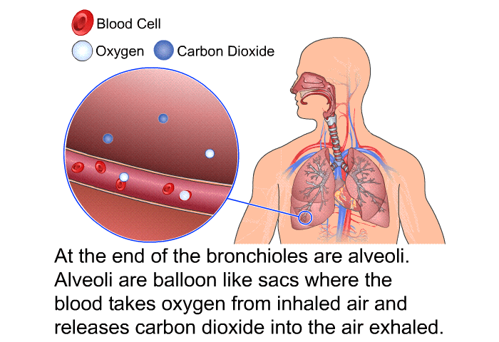 At the end of the bronchioles are alveoli. Alveoli are balloon like sacs where the blood takes oxygen from inhaled air and releases carbon dioxide into the air exhaled.