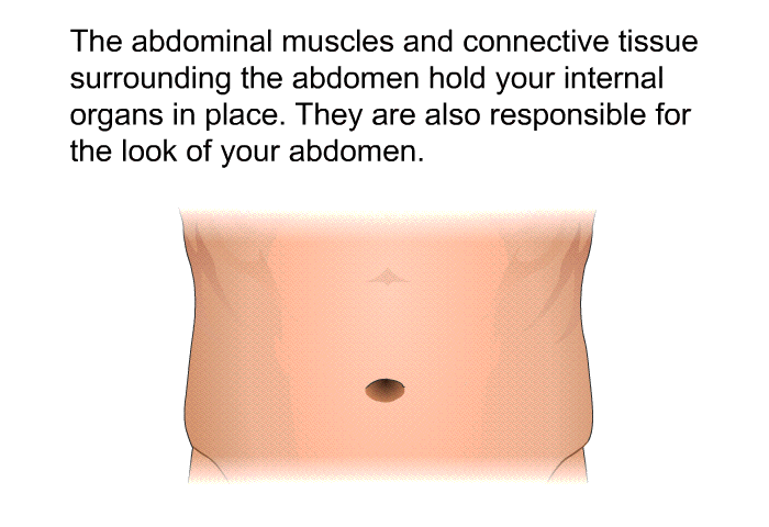 The abdominal muscles and connective tissue surrounding the abdomen hold your internal organs in place. They are also responsible for the look of your abdomen.