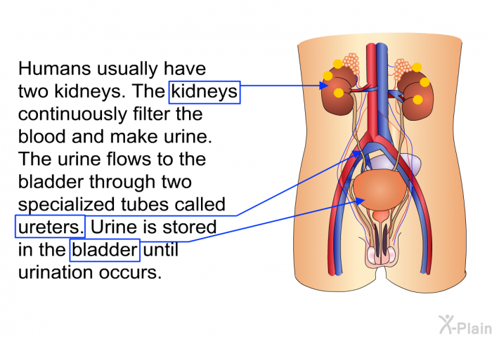 Humans usually have two kidneys. The kidneys continuously filter the blood and make urine. The urine flows to the bladder through two specialized tubes called ureters. Urine is stored in the bladder until urination occurs.