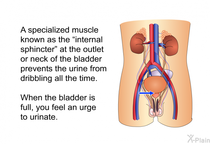 A specialized muscle known as the “internal sphincter” at the outlet or neck of the bladder prevents the urine from dribbling all the time. When the bladder is full, you feel an urge to urinate.