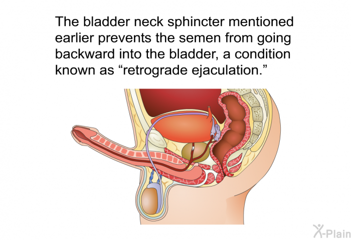 The bladder neck sphincter mentioned earlier prevents the semen from going backward into the bladder, a condition known as “retrograde ejaculation.”