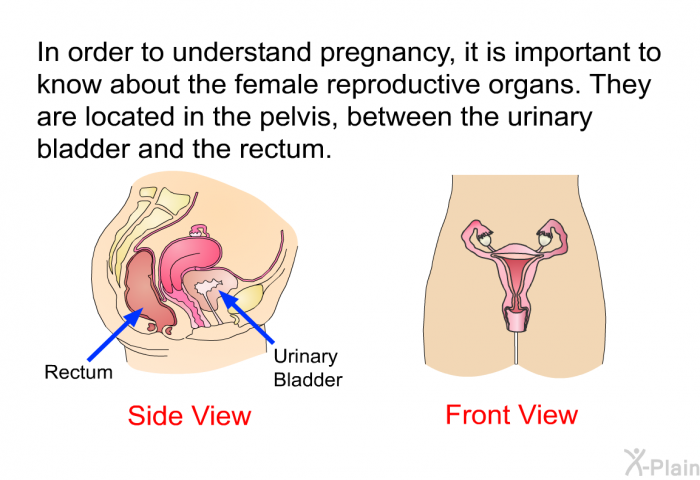 In order to understand pregnancy, it is important to know about the female reproductive organs. They are located in the pelvis, between the urinary bladder and the rectum.