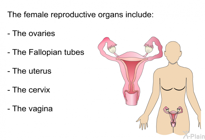 The female reproductive organs include:  The ovaries The Fallopian tubes The uterus The cervix The vagina