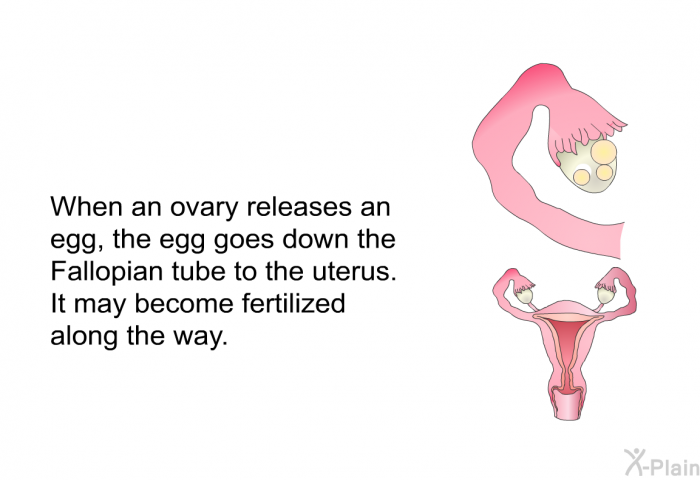 When an ovary releases an egg, the egg goes down the Fallopian tube to the uterus. It may become fertilized along the way.