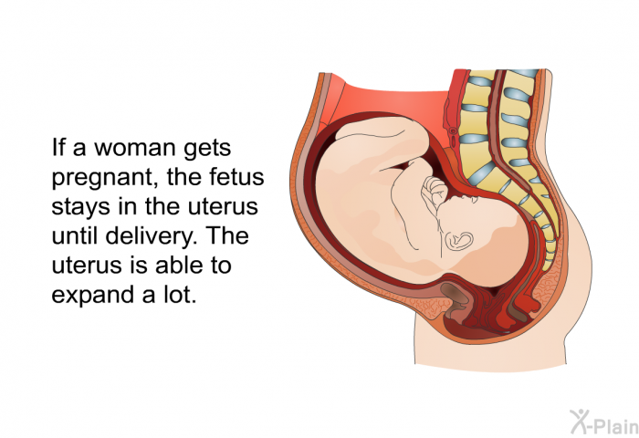 If a woman gets pregnant, the fetus stays in the uterus until delivery. The uterus is able to expand a lot.