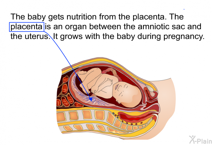 The baby gets nutrition from the placenta. The placenta is an organ between the amniotic sac and the uterus. It grows with the baby during pregnancy.