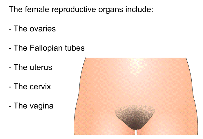 The female reproductive organs include:  The ovaries The Fallopian tubes The uterus The cervix The vagina