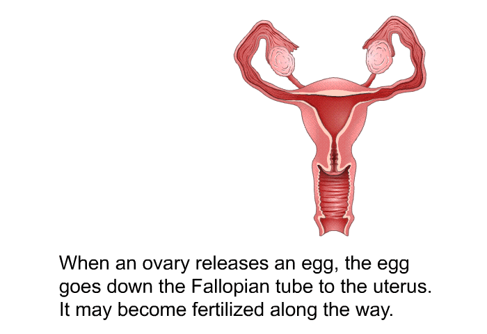 When an ovary releases an egg, the egg goes down the Fallopian tube to the uterus. It may become fertilized along the way.