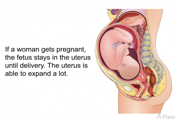 If a woman gets pregnant, the fetus stays in the uterus until delivery. The uterus is able to expand a lot.