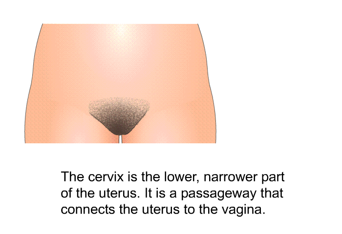 The cervix is the lower, narrower part of the uterus. It is a passageway that connects the uterus to the vagina.