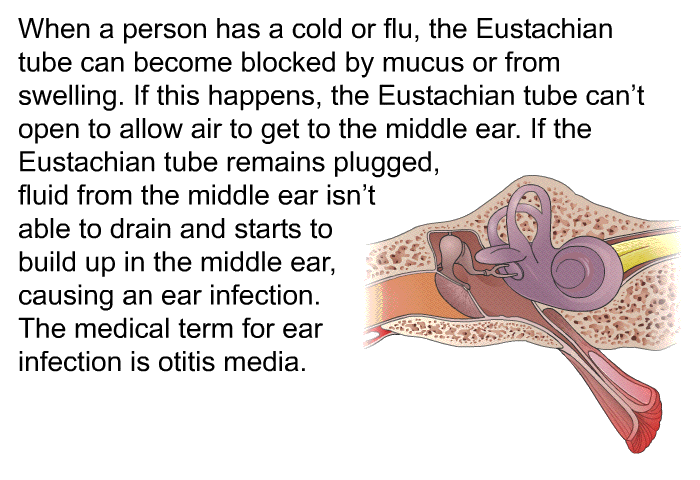When a person has a cold or flu, the Eustachian tube can become blocked by mucus or from swelling. If this happens, the Eustachian tube can't open to allow air to get to the middle ear. If the Eustachian tube remains plugged, fluid from the middle ear isn't able to drain and starts to build up in the middle ear, causing an ear infection. The medical term for ear infection is otitis media.
