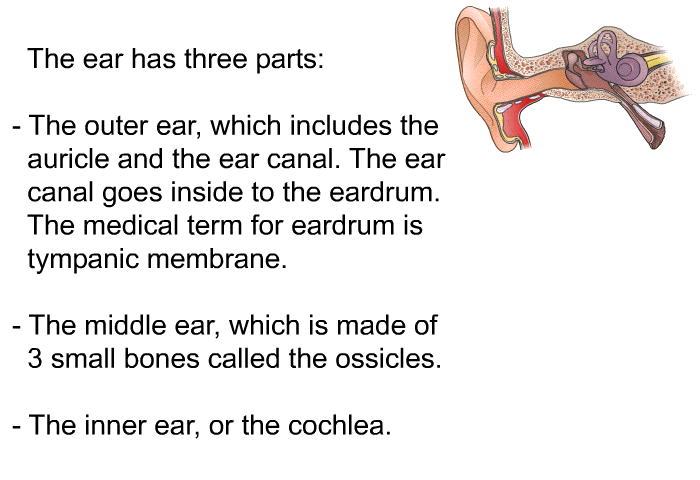 The ear has three parts:  The outer ear, which includes the auricle and the ear canal. The ear canal goes inside to the eardrum. The medical term for eardrum is tympanic membrane. The middle ear, which is made of 3 small bones called the ossicles. The inner ear or the cochlea.