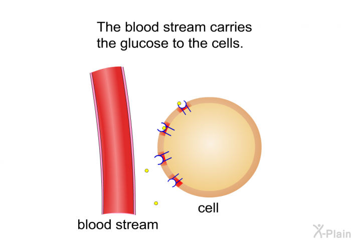 The blood stream carries the glucose to the cells.