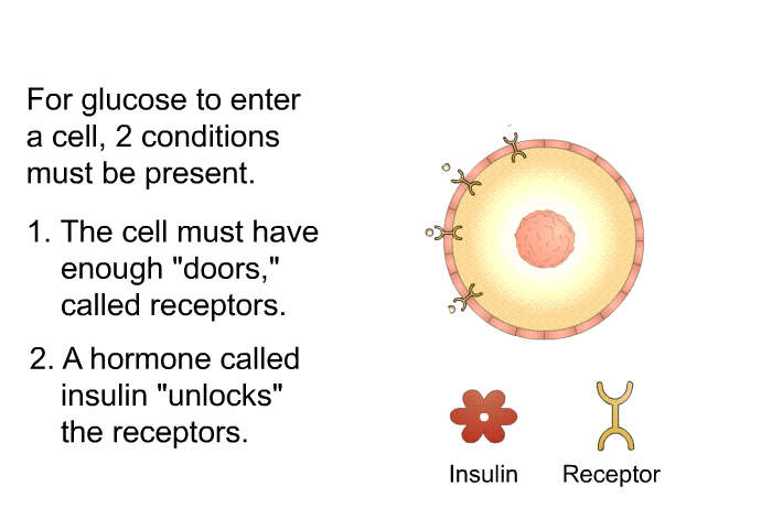 For glucose to enter a cell, 2 conditions must be present.  The cell must have enough “doors,” called receptors. A hormone called insulin “unlocks” the receptors.