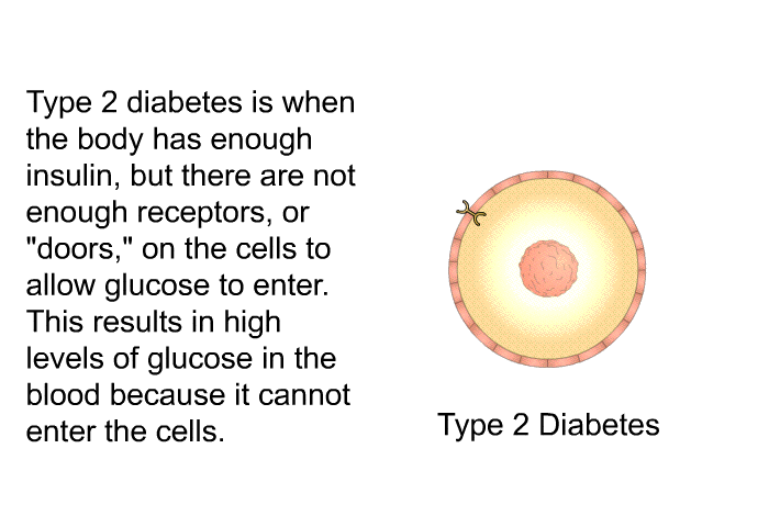 Type 2 diabetes is when the body has enough insulin, but there are not enough receptors, or “doors,” on the cells to allow glucose to enter. This results in high levels of glucose in the blood because it cannot enter the cells.