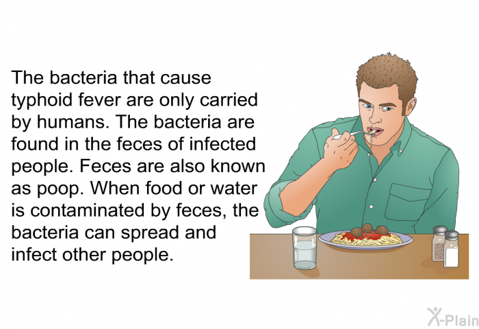 The bacteria that cause typhoid fever are only carried by humans. The bacteria are found in the feces of infected people. Feces are also known as poop. When food or water is contaminated by feces, the bacteria can spread and infect other people.