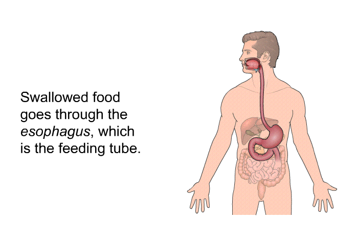 Swallowed food goes through the <I>esophagus</I>, which is the feeding tube.